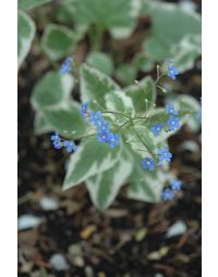 Brunnera, False Forget-Me-Not 'Variegated'