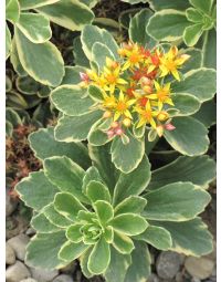 Sedum, Orange Stonecrop 'Variegated Kamtschaticum'