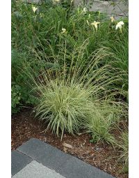 Molinia, Moor Grass 'Variegated'