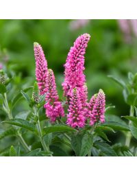 Veronica, Garden Speedwell 'First Love'