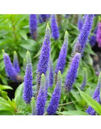 Veronica, Spiked Speedwell 'Royal Candles'