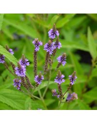 Verbena, Blue Vervain 'Minnesota Native'