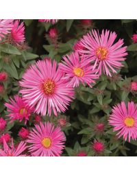 Aster, New England 'Vibrant Dome'