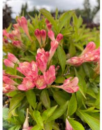 Weigela, Green Foliage 'Peach Kisses™'