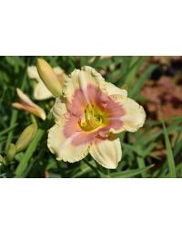 Hemerocallis, Yellow Daylily 'When My Sweetheart Returns'