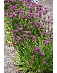 Allium, Ornamental Onion 'Windy City'