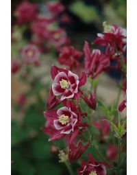 Aquilegia, Columbine 'Winky Red'
