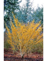 Hamamelis, Common Witchhazel