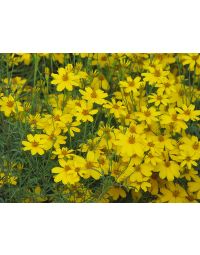 Coreopsis, Threadleaf Tickseed 'Zagreb'