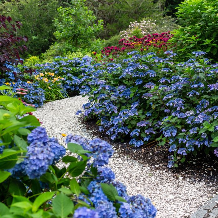 【Hydrangea】 Endless Summer® Pop Star Hydrangeas for Sale
