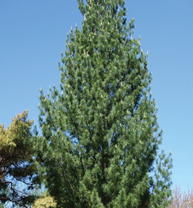 Pinus, Eastern White Pine 'Columnar' - Thumbnail 2