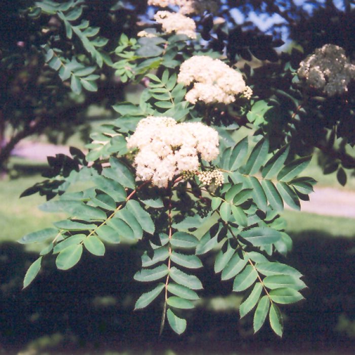 Sorbus Showy Mountain Ash