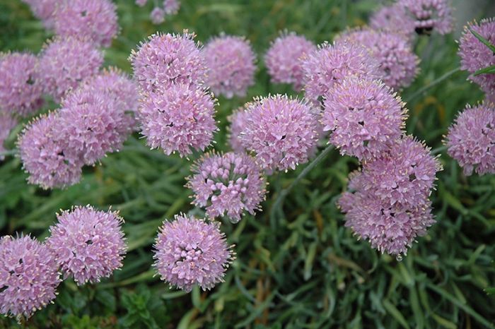allium ☆ 83755_medium.webp?v=1721897506