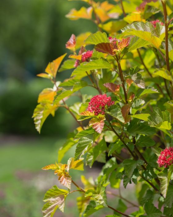 Physocarpus, Ninebark Shrub First Editions 'Amber Jubilee'