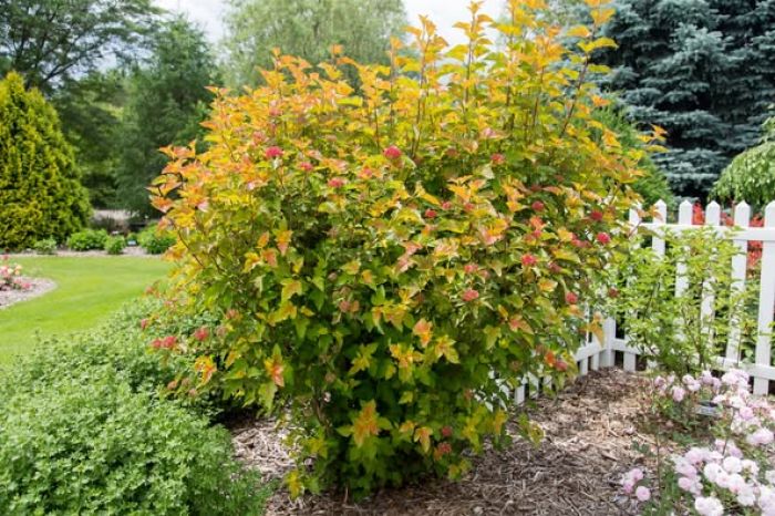 Physocarpus, Ninebark Shrub First Editions 'Amber Jubilee' - Thumbnail 4