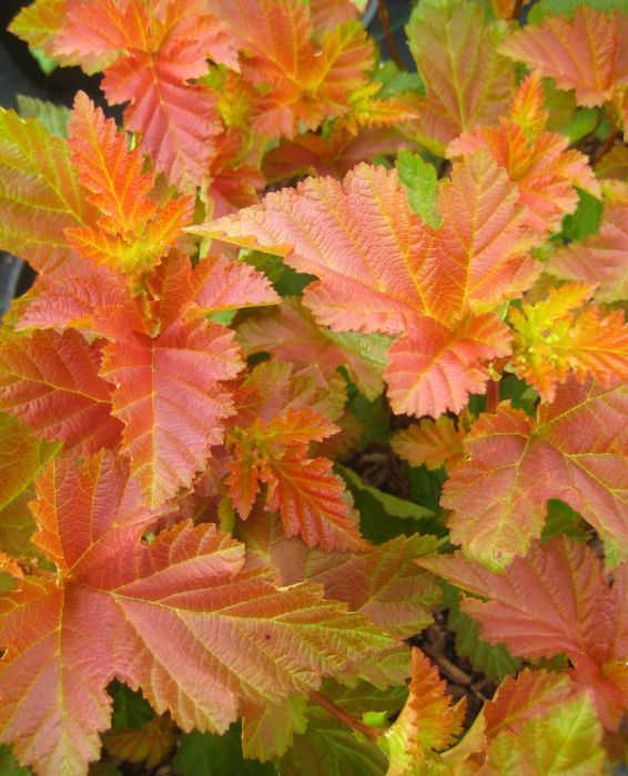 Physocarpus, Ninebark Shrub First Editions 'Amber Jubilee' - Thumbnail 3
