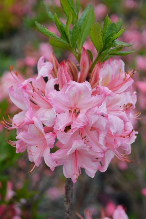 Candy Lights Azalea | Gertens Garden Center