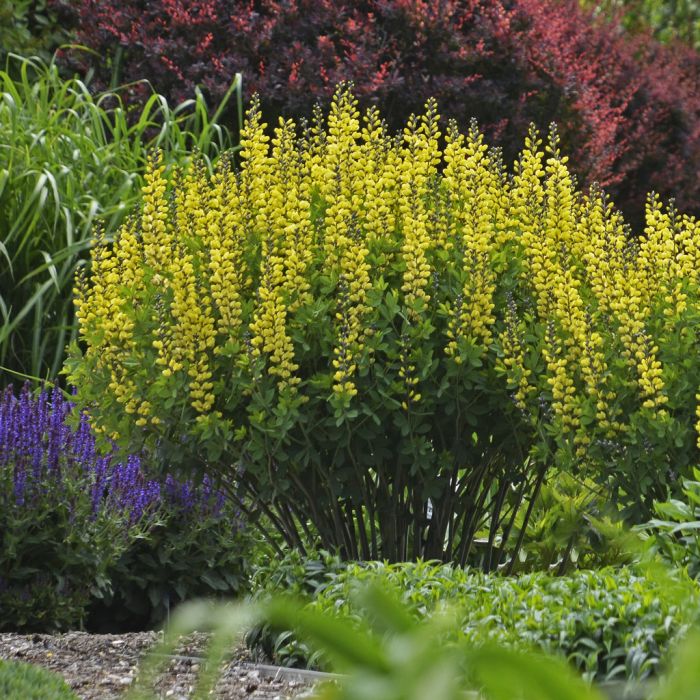 Decadence Lemon Meringue False Indigo | Gertens Garden Center