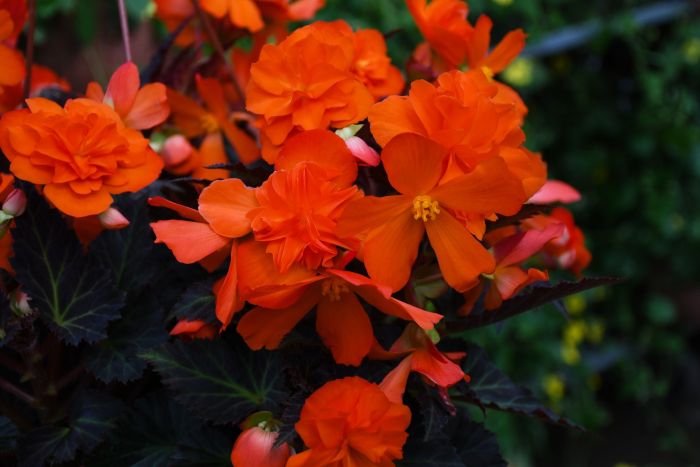 Begonia I'Conia Portofino Hot Orange | Gertens Garden Center