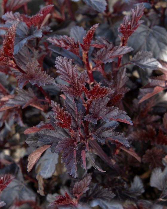Physocarpus, Ninebark 'Darkstar'