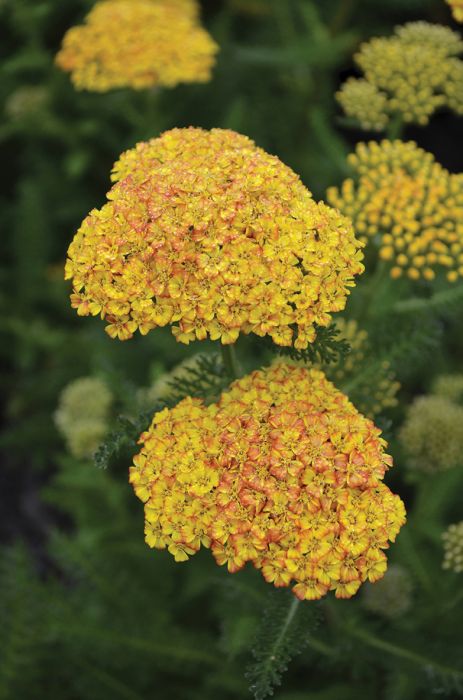 Achillea Common Yarrow Desert Eve Terracotta Gertens Garden Center