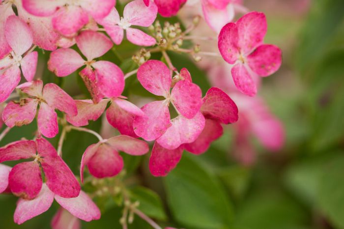 Hydrangea, Panicle 'First Editions® Diamond Rouge