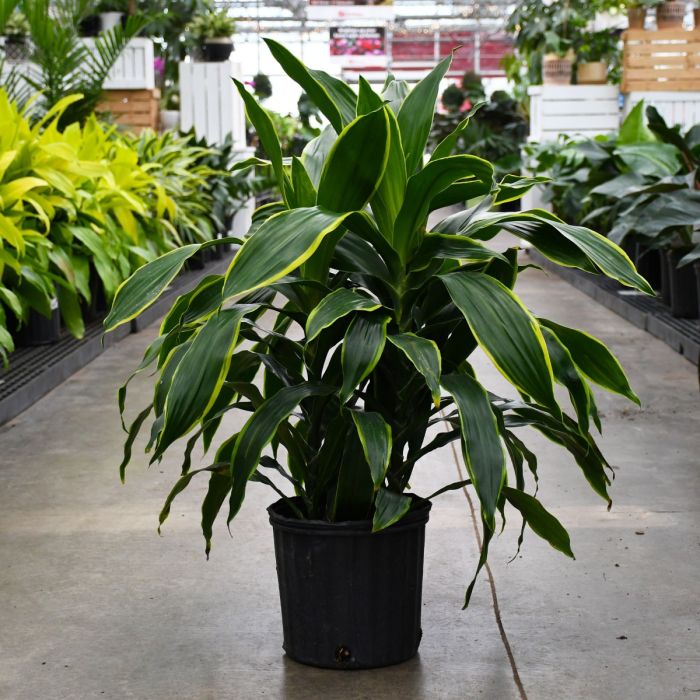 10"" Pot