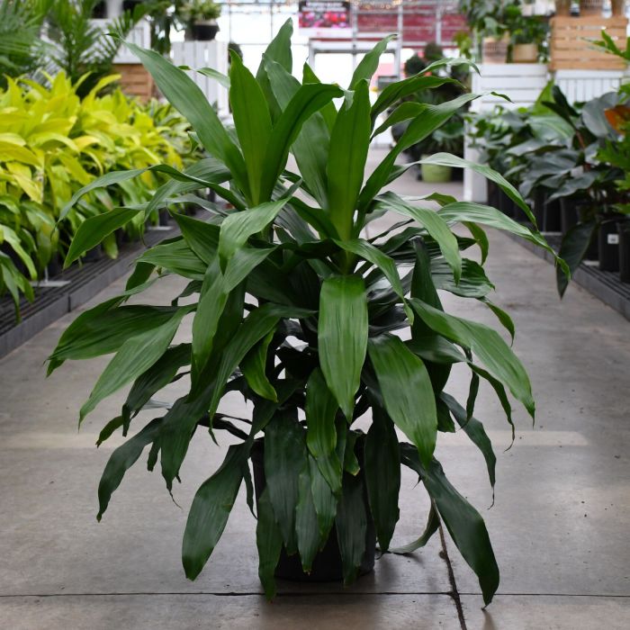 10"" Pot