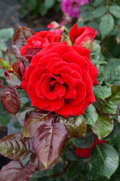Drop Dead Red Rose | Gertens Garden Center