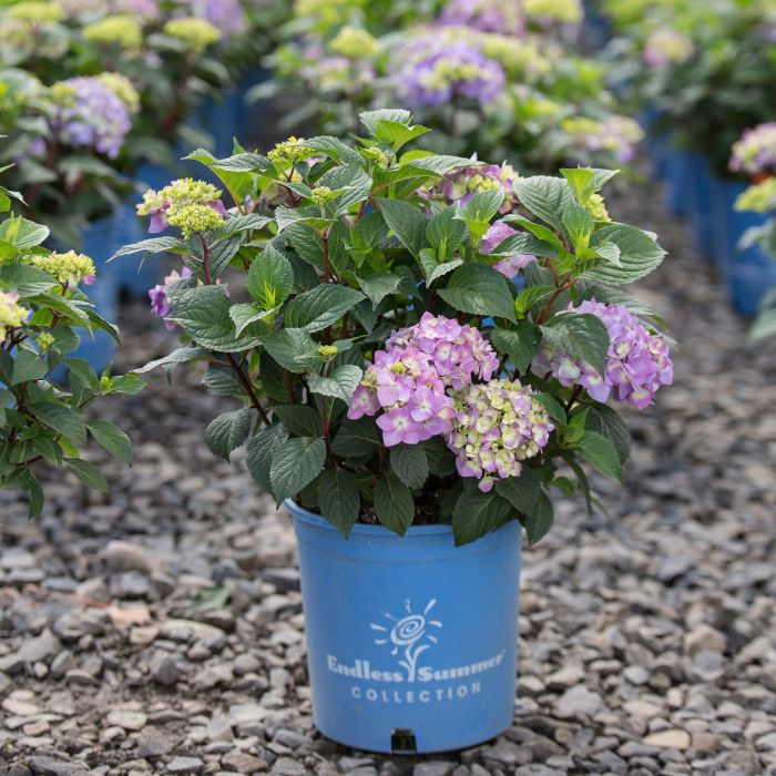Hydrangea, Bigleaf 'Endless Summer® The Original' | Gertens