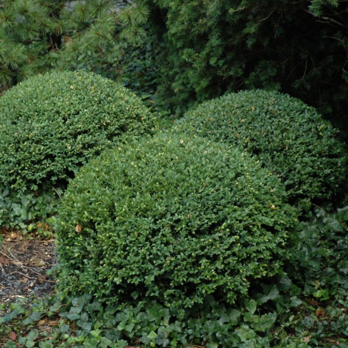 最新最全の Northern Charm Boxwood | Gertens Garden Center 弦楽器