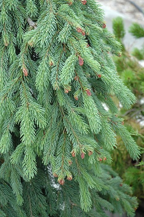Picea, White Spruce 'Weeping' - Thumbnail 2