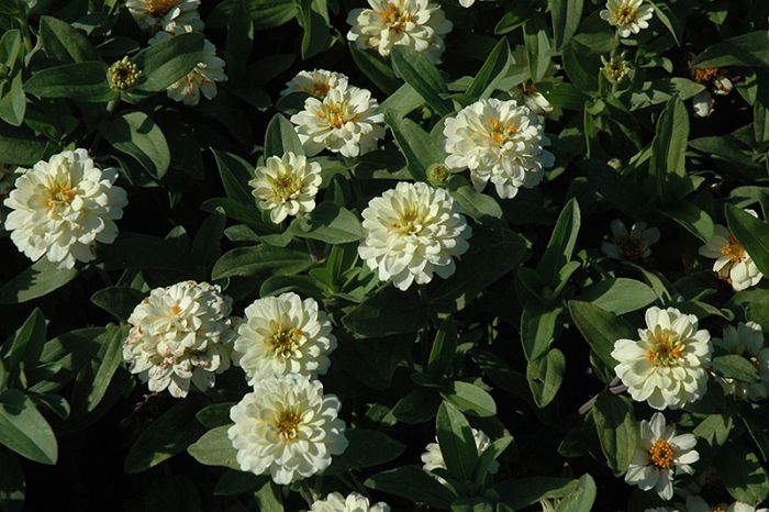 Zinnia Profusion Double White | Gertens Garden Center