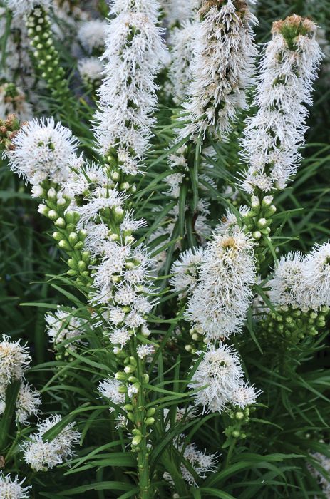 Liatris, Dense Blazingstar 'Floristan White' | Gertens Garden Center