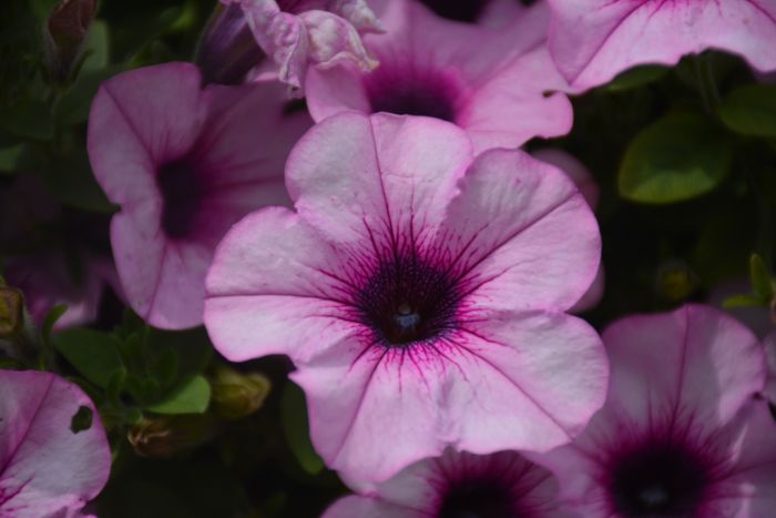[MooRER] ムーレー /PETUNIA-24P ECRU 1276 Petunia Pink a Paint Color by Benjamin Moore | Aboff's