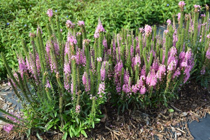 Giles Van Hees Veronica | Gertens Garden Center