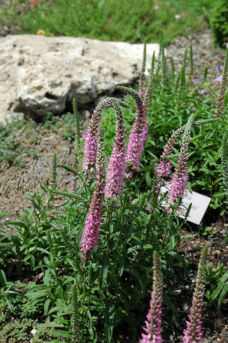 G*E様 美品　VERONICA ベルベットXL Giles Van Hees Veronica | Gertens Garden Center