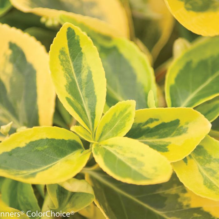 Euonymus, Wintercreeper 'Gold Splash'