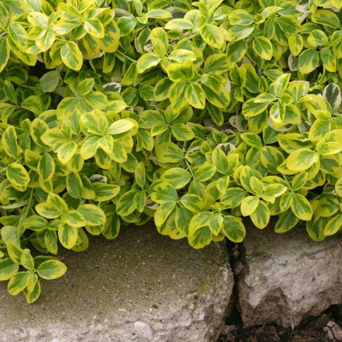 Euonymus, Wintercreeper 'Gold Splash' - Thumbnail 4