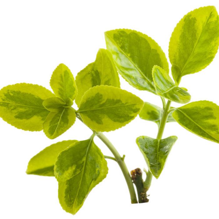 Euonymus, Wintercreeper 'Gold Splash' - Thumbnail 3