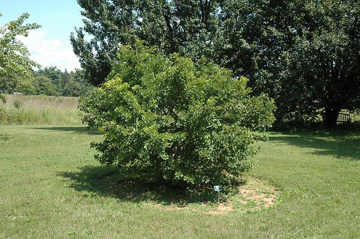 Ginkgo, 'Jade Butterfly' | Gertens Garden Center