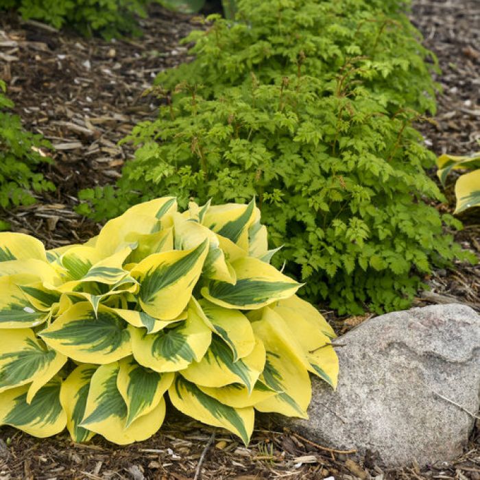 Hosta, Blue-Green Leaf 'Shadowland® 'Autumn Frost' | Gertens