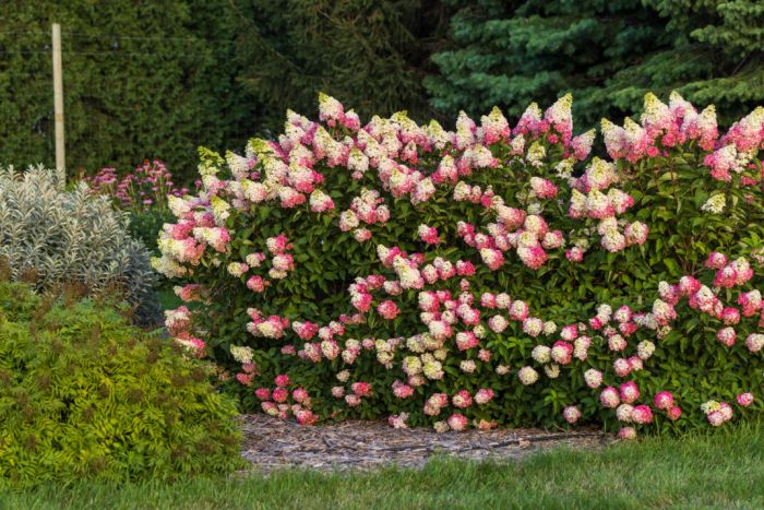 Hydrangea, Panicle 'First Editions® Berry White®' | Gertens Garden