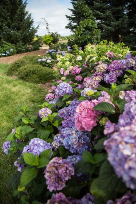Hydrangea, Bigleaf 'Endless Summer® Bloomstruck™' | Gertens