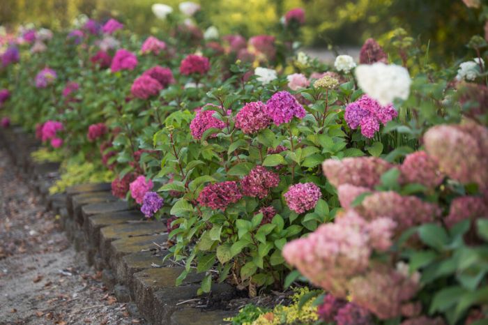 Hydrangea, Bigleaf 'Endless Summer® Bloomstruck™' | Gertens