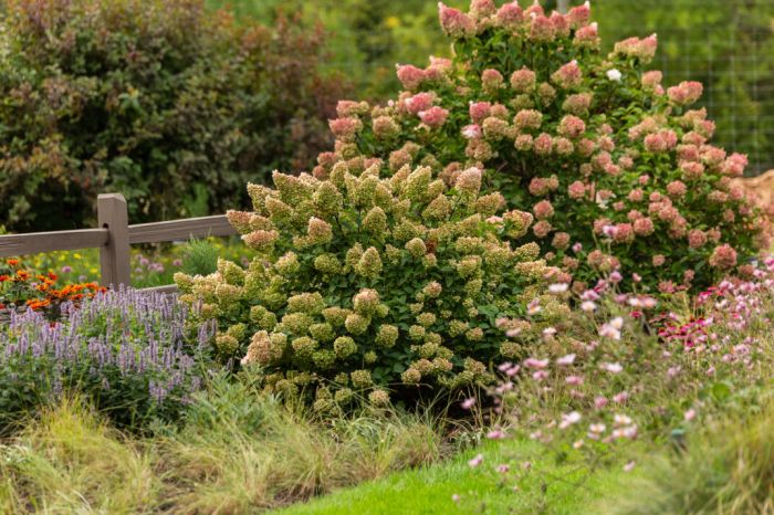 Hydrangea, Panicle 'First Editions® Strawberry Sundae