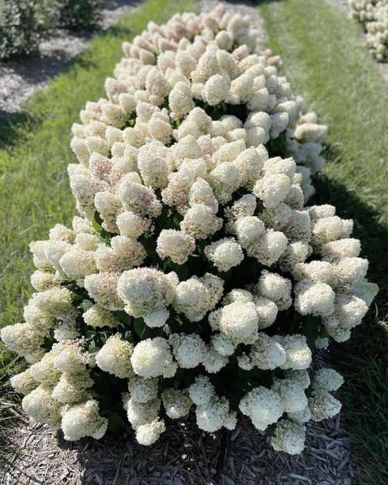 【Hydrangea】 Hydrangea Macrophylla Peacock (Onyx) – Hydrangeas Plus