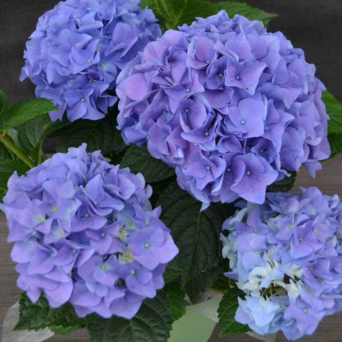 Hydrangea, Easter Blue | Gertens Garden Center