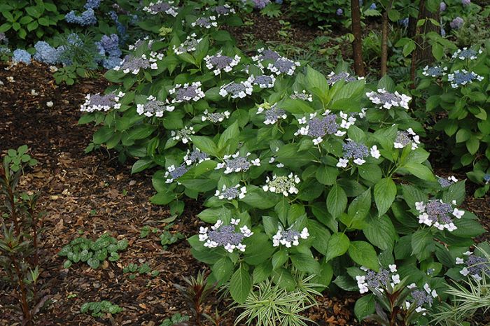 Hydrangea, Bigleaf 'Endless Summer® Twist-N-Shout