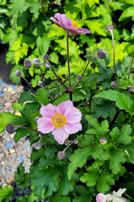 【A4サイズ額付】井上治OsamuInoue『Japanese Anemones A4サイズ額付】井上治OsamuInoue『Japanese Anemones Japanese